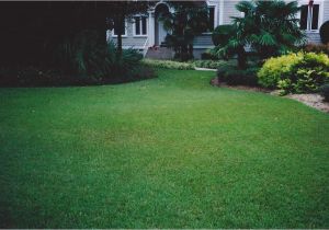 Tifblair Centipede Grass Seed Grass Varieties A Superior sod Mulch and sod In