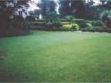 Tifblair Centipede Grass Seed Grass Varieties A Superior sod Mulch and sod In