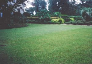 Tifblair Centipede Grass Seed Grass Varieties A Superior sod Mulch and sod In