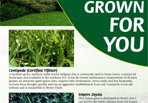 Tifblair Centipede Grass Seed Grass Varieties A Superior sod Mulch and sod In