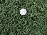 Tifway 419 Bermuda Grass 419 Tifway Bermuda without the Quot Middle Man Quot Mark Up Farm
