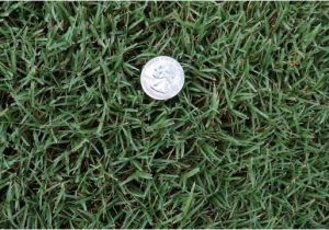Tifway 419 Bermuda Grass 419 Tifway Bermuda without the Quot Middle Man Quot Mark Up Farm