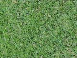 Tifway 419 Bermuda Grass Certified Tifway 419 Bermuda Grass Unruh Turf Farm