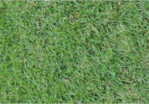 Tifway 419 Bermuda Grass Certified Tifway 419 Bermuda Grass Unruh Turf Farm