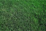 Tifway 419 Bermuda Grass fort Worth Grass Stone Tifway 419 Bermudagrass