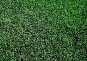 Tifway 419 Bermuda Grass fort Worth Grass Stone Tifway 419 Bermudagrass