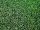 Tifway 419 Bermuda Grass Price 419 Tifway Bermuda without the Quot Middle Man Quot Mark Up Farm