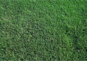 Tifway 419 Bermuda Grass Price 419 Tifway Bermuda without the Quot Middle Man Quot Mark Up Farm