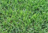 Tifway 419 Bermuda Grass Price Tifway 419 Bermuda sod Turf Grass Delivery Prices Elite