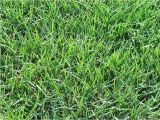 Tifway 419 Bermuda Grass Price Tifway 419 Bermuda sod Turf Grass Delivery Prices Elite