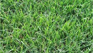 Tifway 419 Bermuda Grass Price Tifway 419 Bermuda sod Turf Grass Delivery Prices Elite