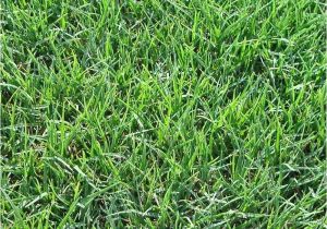 Tifway 419 Bermuda Grass Price Tifway 419 Bermuda sod Turf Grass Delivery Prices Elite