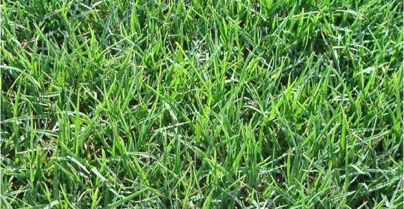 Tifway 419 Bermuda Grass Price Tifway 419 Bermuda sod Turf Grass Delivery Prices Elite