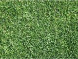 Tifway 419 Bermuda Grass Price Tifway 419 Bermuda Tifway 419 Hybrid Bermuda Grass Seed