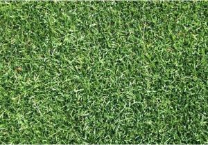 Tifway 419 Bermuda Grass Price Tifway 419 Bermuda Tifway 419 Hybrid Bermuda Grass Seed