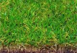 Tifway 419 Bermuda Grass Price Tifway 419 Bermuda Tifway 419 Hybrid Bermuda Grass Seed