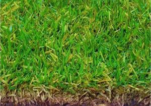 Tifway 419 Bermuda Grass Price Tifway 419 Bermuda Tifway 419 Hybrid Bermuda Grass Seed