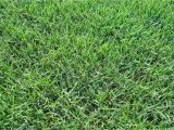 Tifway 419 Bermuda Grass Price Types Of Grass