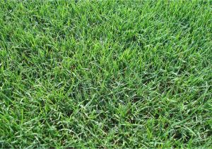 Tifway 419 Bermuda Grass Price Types Of Grass