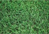Tifway 419 Bermuda Grass Tifway 419 Bermuda All Seasons Turf Grass