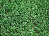 Tifway 419 Bermuda Grass Tifway 419 Bermuda All Seasons Turf Grass