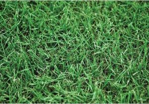 Tifway 419 Bermuda Grass Tifway 419 Bermuda All Seasons Turf Grass