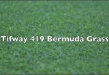 Tifway 419 Bermuda Grass Tifway 419 Bermuda Grass Youtube