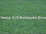 Tifway 419 Bermuda Grass Tifway 419 Bermuda Grass Youtube