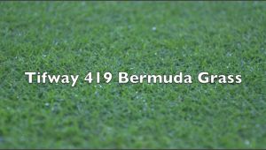 Tifway 419 Bermuda Grass Tifway 419 Bermuda Grass Youtube