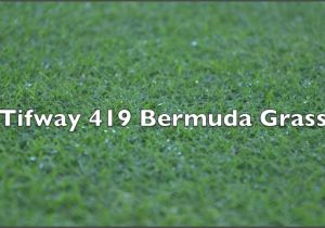 Tifway 419 Bermuda Grass Tifway 419 Bermuda Grass Youtube