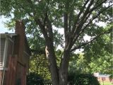 Tree Service Kettering Ohio Dayton Tree Service Coupons Near Me In Springboro 8coupons