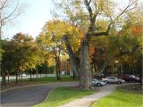 Tree Service Kettering Ohio Panoramio Photo Of Oldest Tree In Kettering Ohio