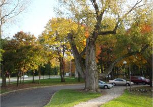 Tree Service Kettering Ohio Panoramio Photo Of Oldest Tree In Kettering Ohio