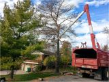 Tree Service Kettering Ohio Services Dayton Centerville Bellbrook Oh Sunset Tree