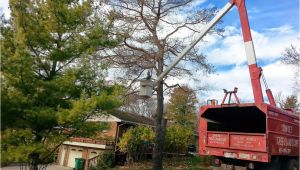 Tree Service Kettering Ohio Services Dayton Centerville Bellbrook Oh Sunset Tree