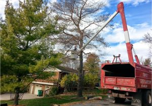 Tree Service Kettering Ohio Services Dayton Centerville Bellbrook Oh Sunset Tree