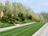 Tree Service Lawrence Ks Lawn Tree Treatments In Lawrence Kansas Landscapers In Ks