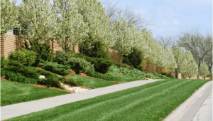 Tree Service Lawrence Ks Lawn Tree Treatments In Lawrence Kansas Landscapers In Ks