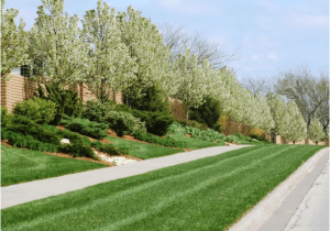 Tree Service Lawrence Ks Lawn Tree Treatments In Lawrence Kansas Landscapers In Ks