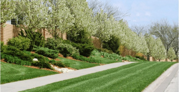 Tree Service Lawrence Ks Lawn Tree Treatments In Lawrence Kansas Landscapers In Ks