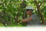 Tree Service Lawrence Ks Mulford 39 S Tree Service Tree Services Lawrence Ks