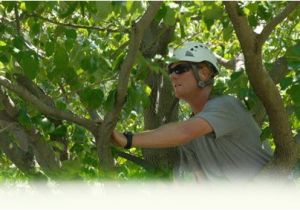 Tree Service Lawrence Ks Mulford 39 S Tree Service Tree Services Lawrence Ks