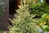 Trees that Grow Well In Colorado Black Hills Spruce Monrovia A Truly Cold Adapted Tree the Black