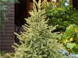 Trees that Grow Well In Colorado Black Hills Spruce Monrovia A Truly Cold Adapted Tree the Black