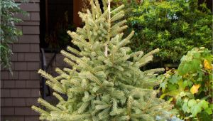 Trees that Grow Well In Colorado Black Hills Spruce Monrovia A Truly Cold Adapted Tree the Black