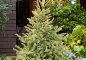 Trees that Grow Well In Colorado Black Hills Spruce Monrovia A Truly Cold Adapted Tree the Black