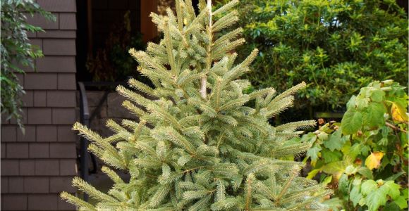 Trees that Grow Well In Colorado Black Hills Spruce Monrovia A Truly Cold Adapted Tree the Black