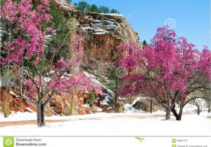 Trees that Grow Well In Colorado Cherry Blossom Trees at Red Rock Canyon Open Space Colorado Spri
