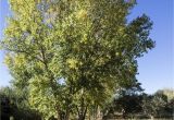 Trees that Grow Well In Colorado Lombardy Poplar Trees