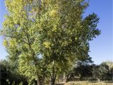 Trees that Grow Well In Colorado Lombardy Poplar Trees